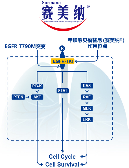 1694767327529901.jpg 赛美纳-2.jpg