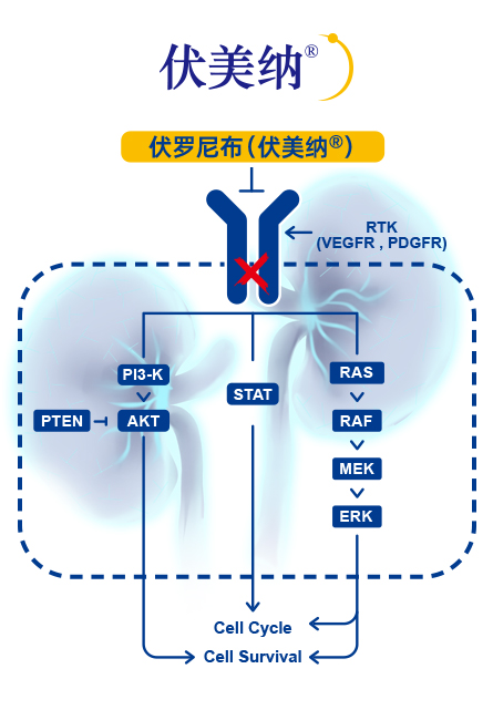 1694998171680373.jpg 伏美纳-2.jpg
